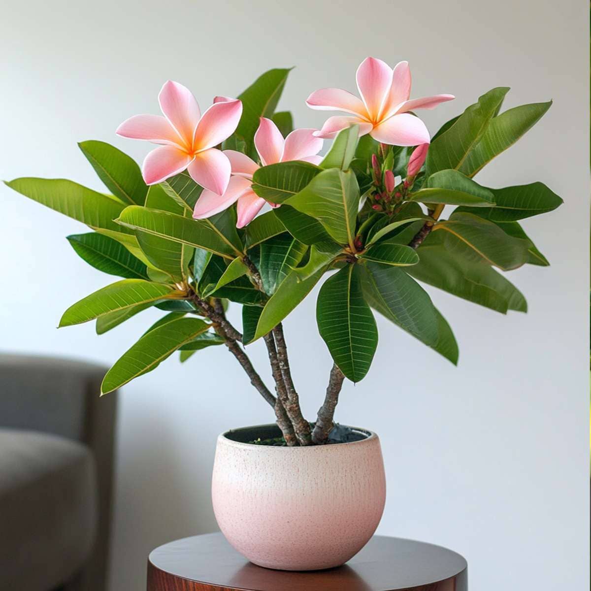 Oasis of Life - Vendita all'ingrosso Piante vive - Palma delle Hawaii Frangipani – Plumeria rubra – Altezza 45–55cm – Ø17cm – Pianta tropicale con fiori profumati – Albero del tempio – Pianta d'appartamento esotica per luoghi soleggiati8