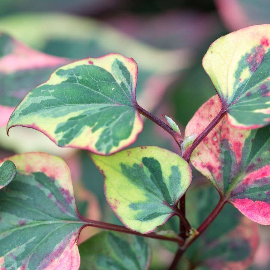 Wetplants - Wholesale Live Plant - Houttuynia Chameleon (Houttuynia cordata 'variegata') 2" Potted hardy Marginal Plant0