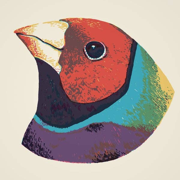 SORRY - Wholesale Kunstprint - Bigs - Vogelsnavels nr. 11