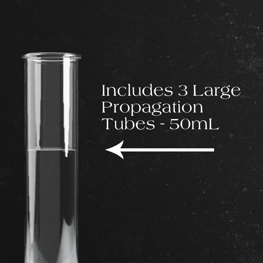 Modernized Pottery - Vendita all'ingrosso Vasi per piante - Stazione di Propagazione Dinamica con 3 Provette di Vetro da 50 mL3