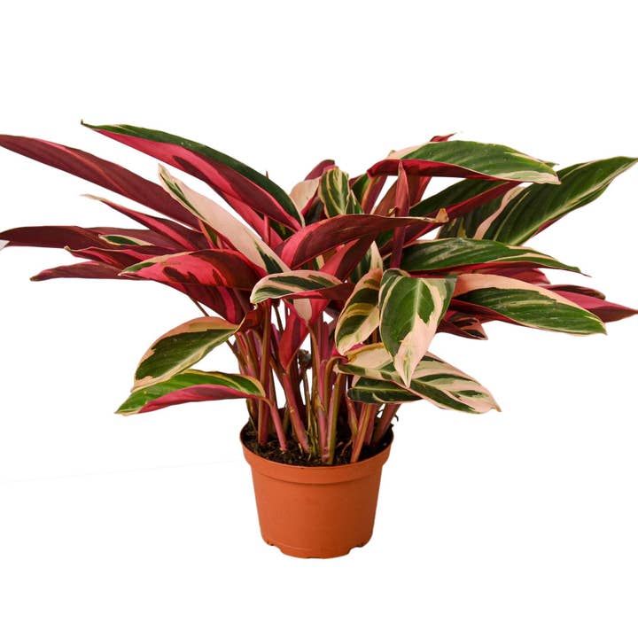 Stromanthe Triostar für den Großhandel von House Plant Wholesale WEST