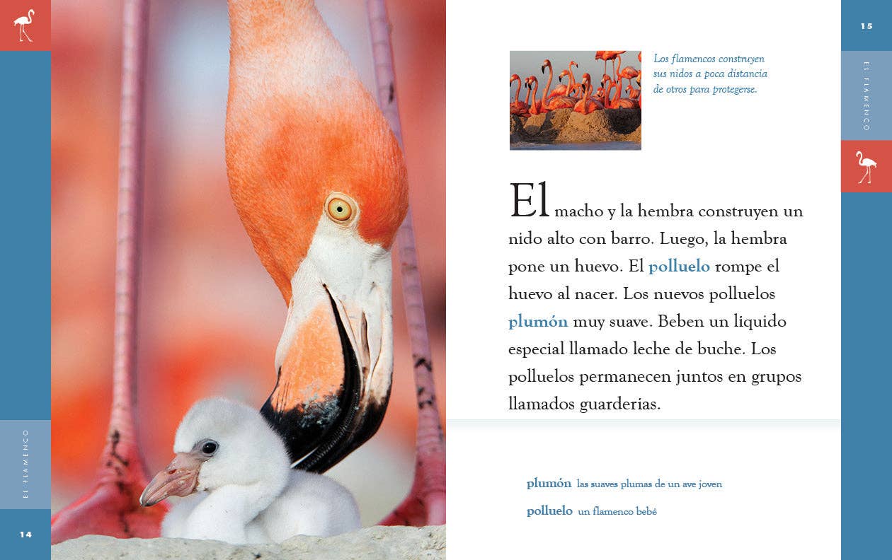 The Creative Company - Wholesale Nature & Outdoors - Planeta animal: El flamenco1