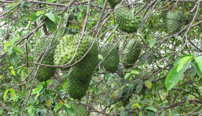 OhFresh Brands - Wholesale Fruit Juice - OhFresh Juice Soursop 500 ml (12pk)3