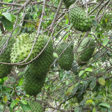 OhFresh Brands - Wholesale Fruit juice - OhFresh Juice Soursop 500 ml (12pk)3