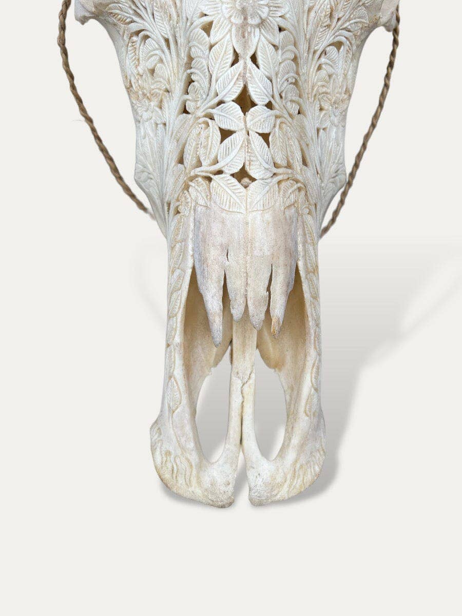 White bone Buffalo skull with carved horns - Sakti for wholesale on Faire4