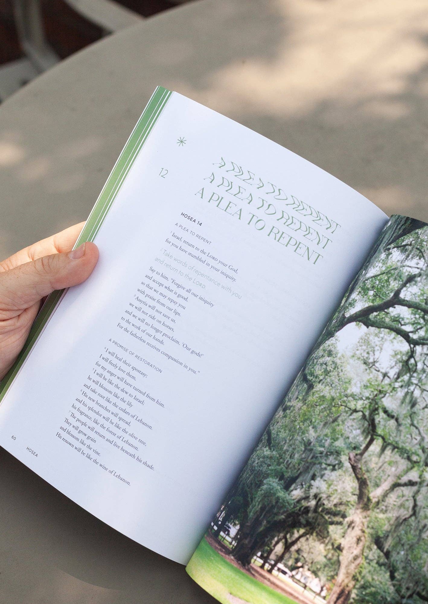 She Reads Truth - Venta al por mayor Libro de religión - Libro del legado de Oseas | Lee la verdad2