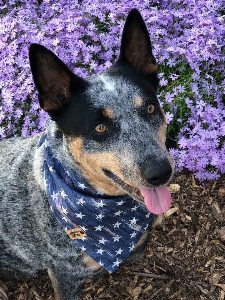 Bandana per cani con stelle blu rustiche per la vendita all'ingrosso da parte di Sunflower Stitches by Erinn