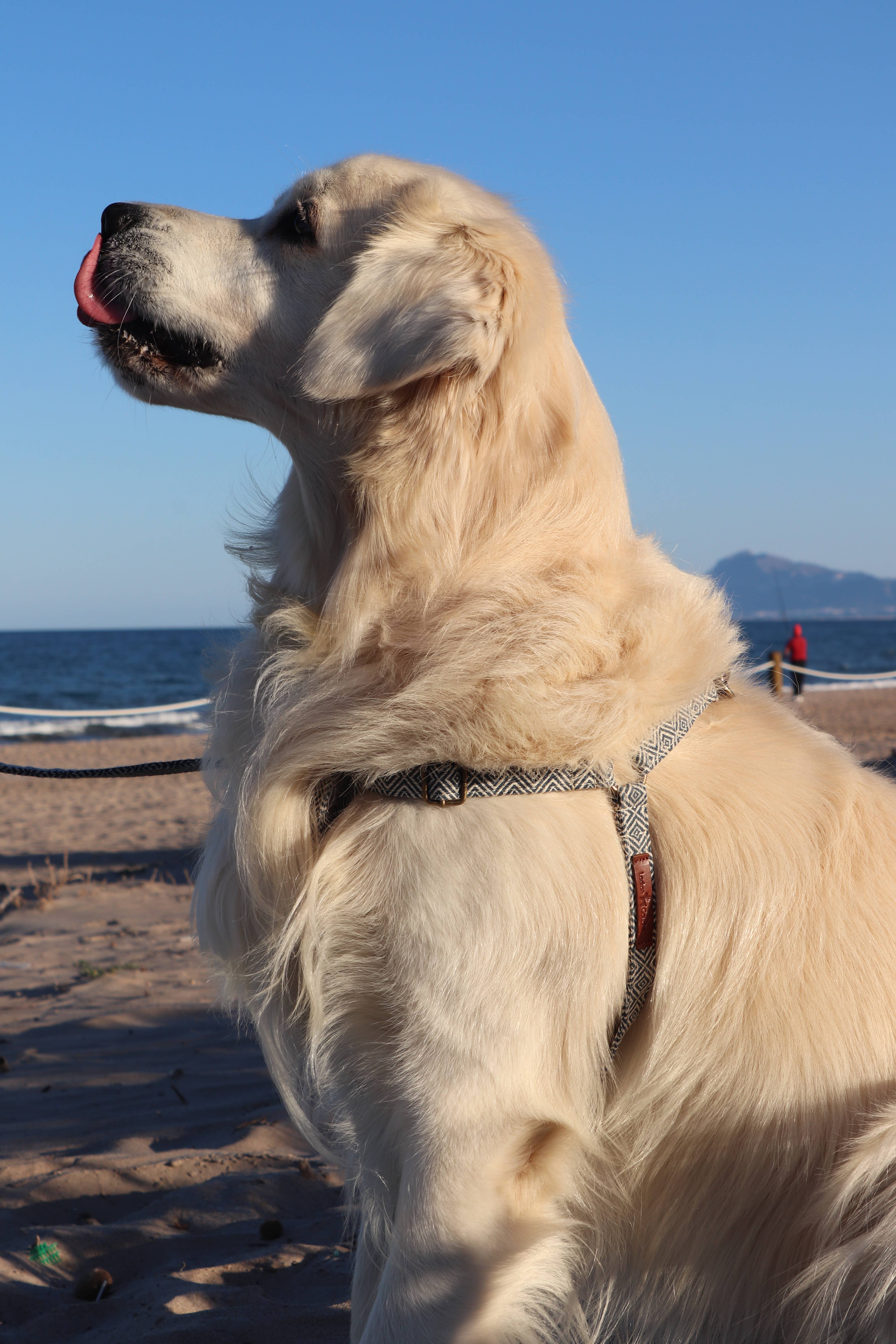 Ladran Gaucho - Vente Harnais – chien - Harnais Dalton5