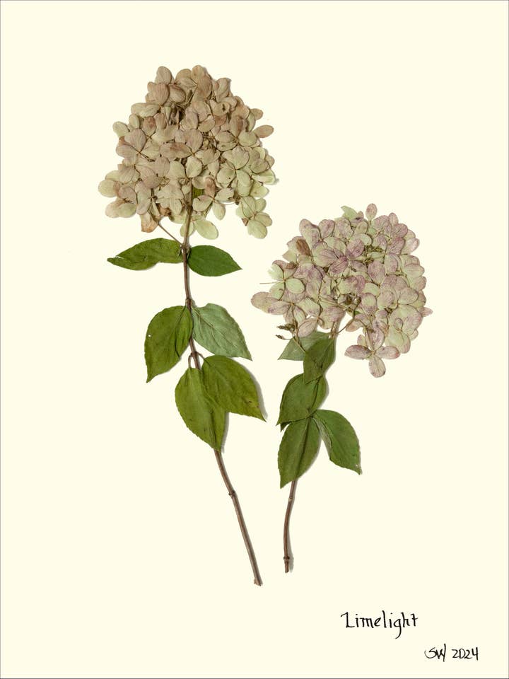 Limelight Hydrangea Flower Pressing - Botanical Art Print for wholesale by Homegrown Art Co