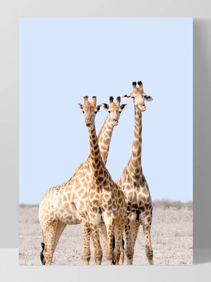 Giraffe Trio Art Print. Kids Room Wall Art. Safari Poster for wholesale by PRINT AND PROPER