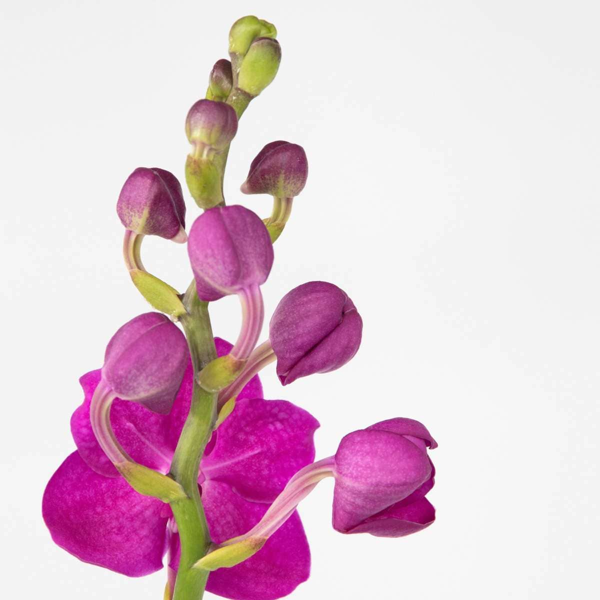 Oasis of Life – wholesale Levande växt – Vanda-Orkidé – Vanda 'Pink' – Höjd 55–65 cm – Exklusiv orkidé med rosa blommor – Tropisk krukväxt utan jord – Lättskött & återblommande – Elegant dekoration för vardagsrum & kontor3