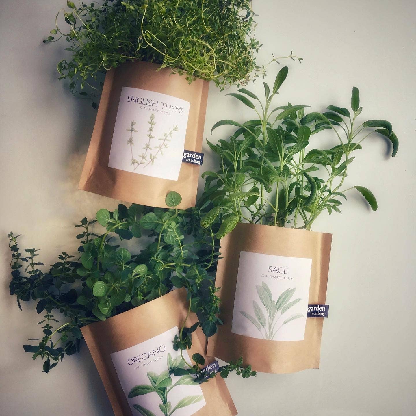Potting Shed Creations, Ltd. - Wholesale Plant Seeds - Garden in a Bag | English Thyme | Spring Kitchen Garden Gift4