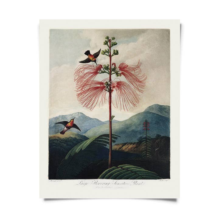 Vintage Botanical Flower & Hummingbird Print w/ frame option for wholesale by Curious Prints