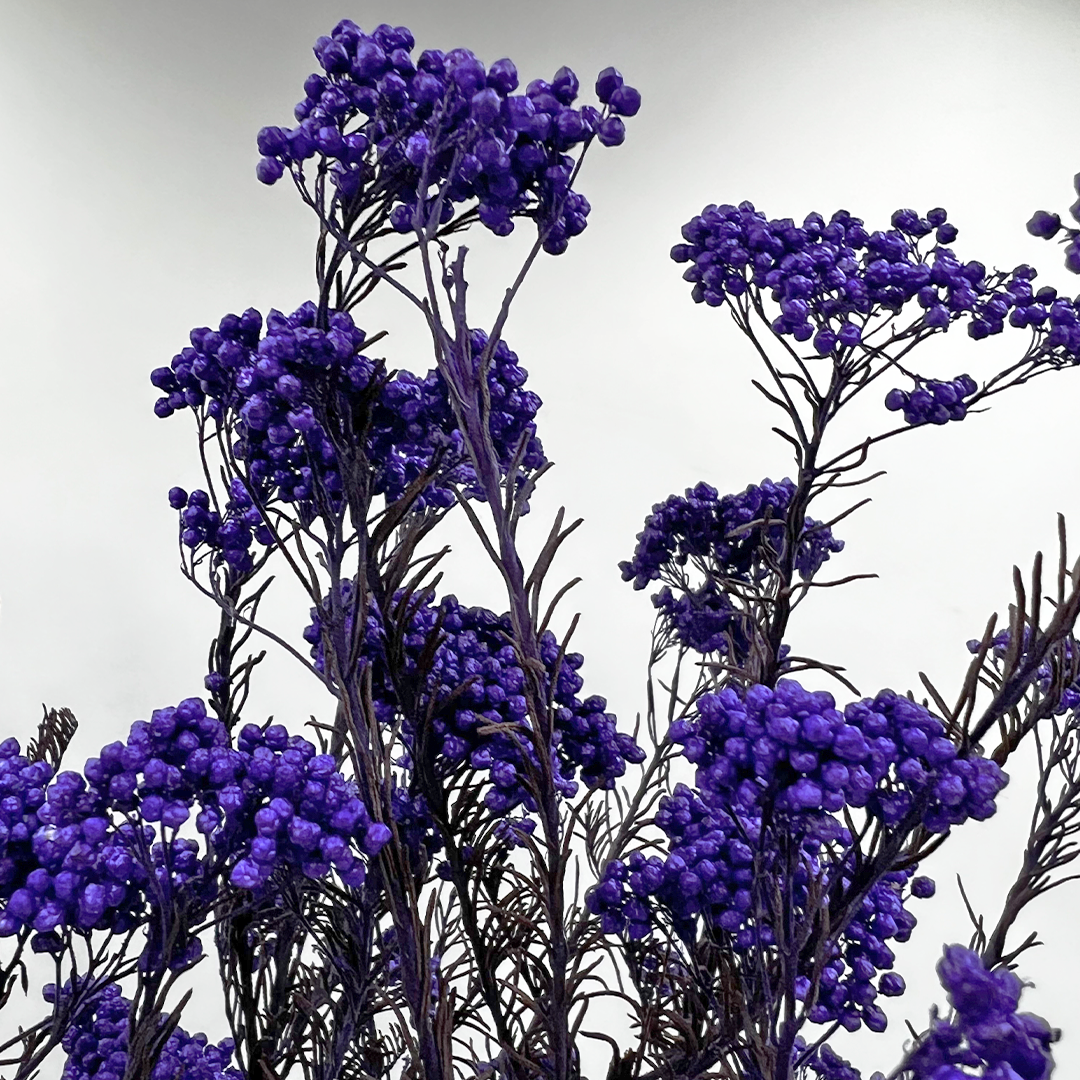 2626 Designs – Engroshandel Tørrede/pressede blomster – Konserveret hirse og risblomst - Immortelle og Ozothamnus blomster13