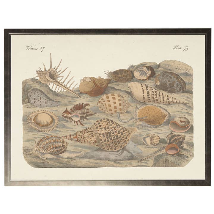 Ingelijste vintage horizontale boekenplaat met zeeleven F voor wholesale door Antique Curiosities Inc