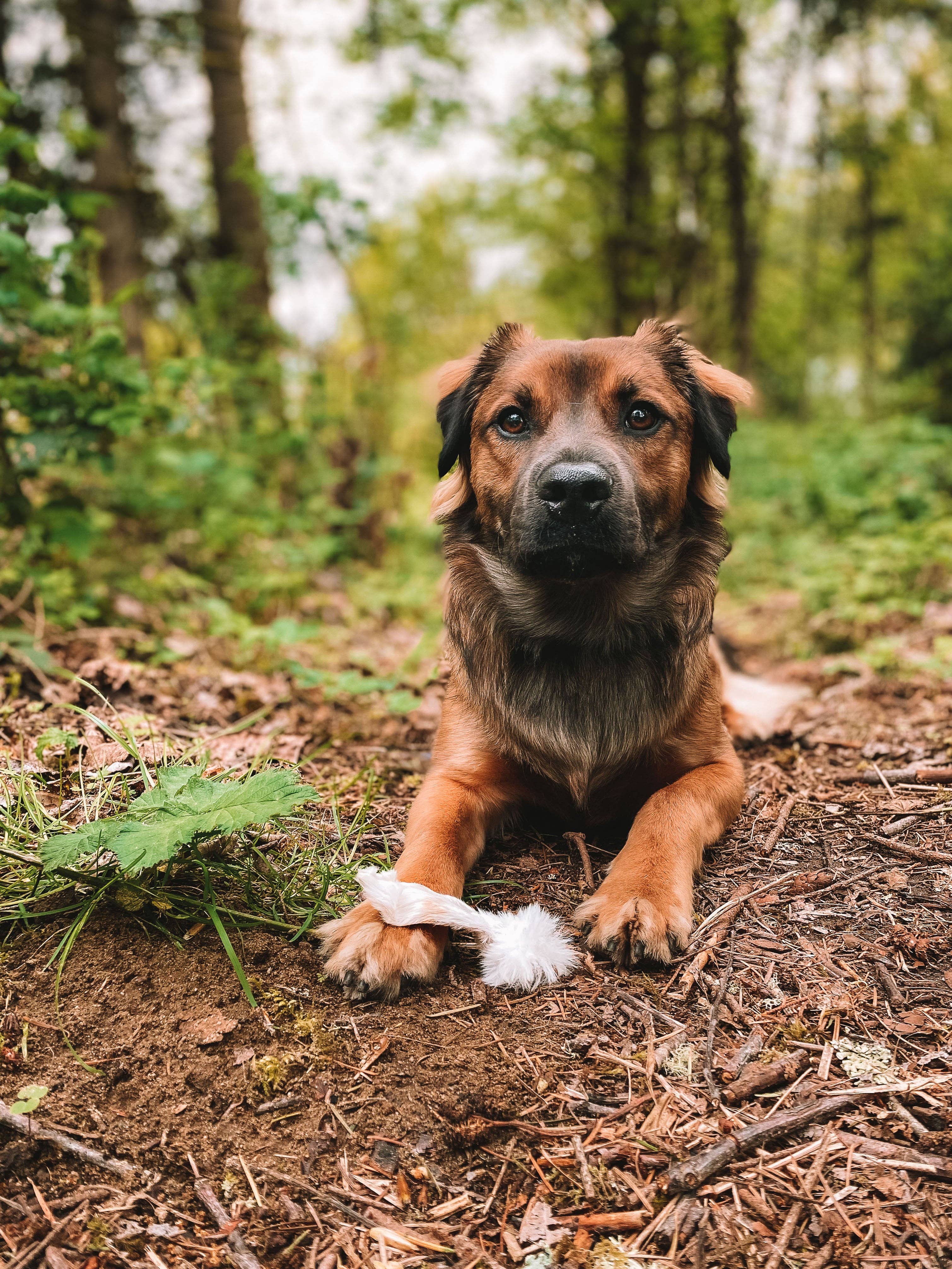 Wild n Fresh Treats - Wholesale Pet Treats - Dog - Dehydrated Rabbit Ears4
