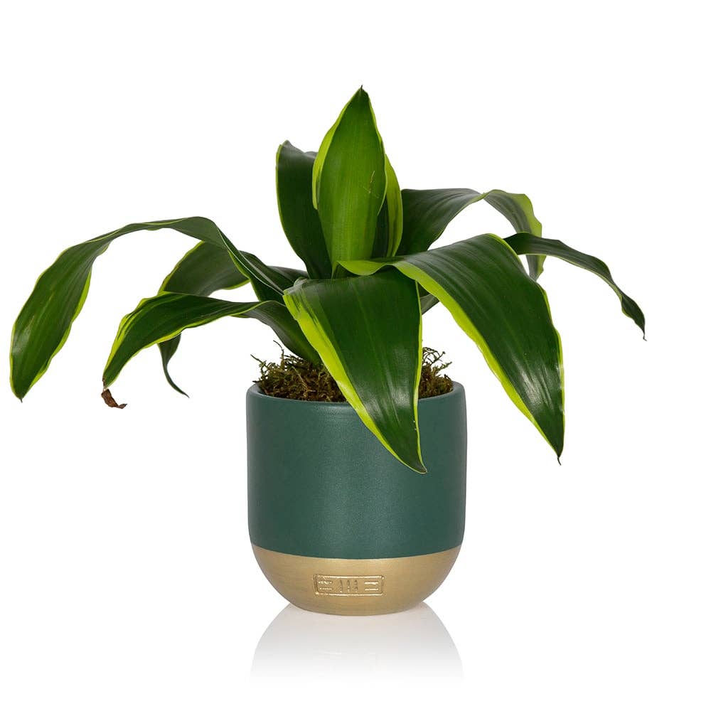 The Little Botanical – wholesale Live plant – Dracaena Deremensis (Lemon Lime)6