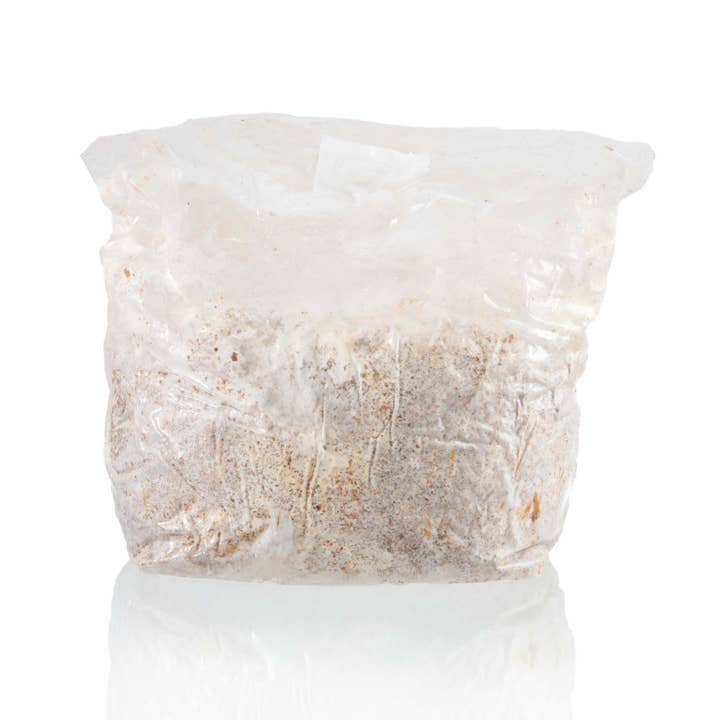 Mushroom Sawdust Spawn for wholesale by MushBarn