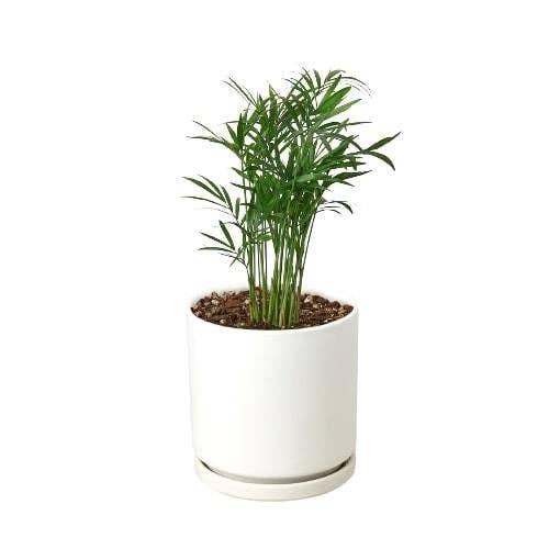 House Plant Wholesale WEST - Wholesale Live Plant - Parlor Palm12