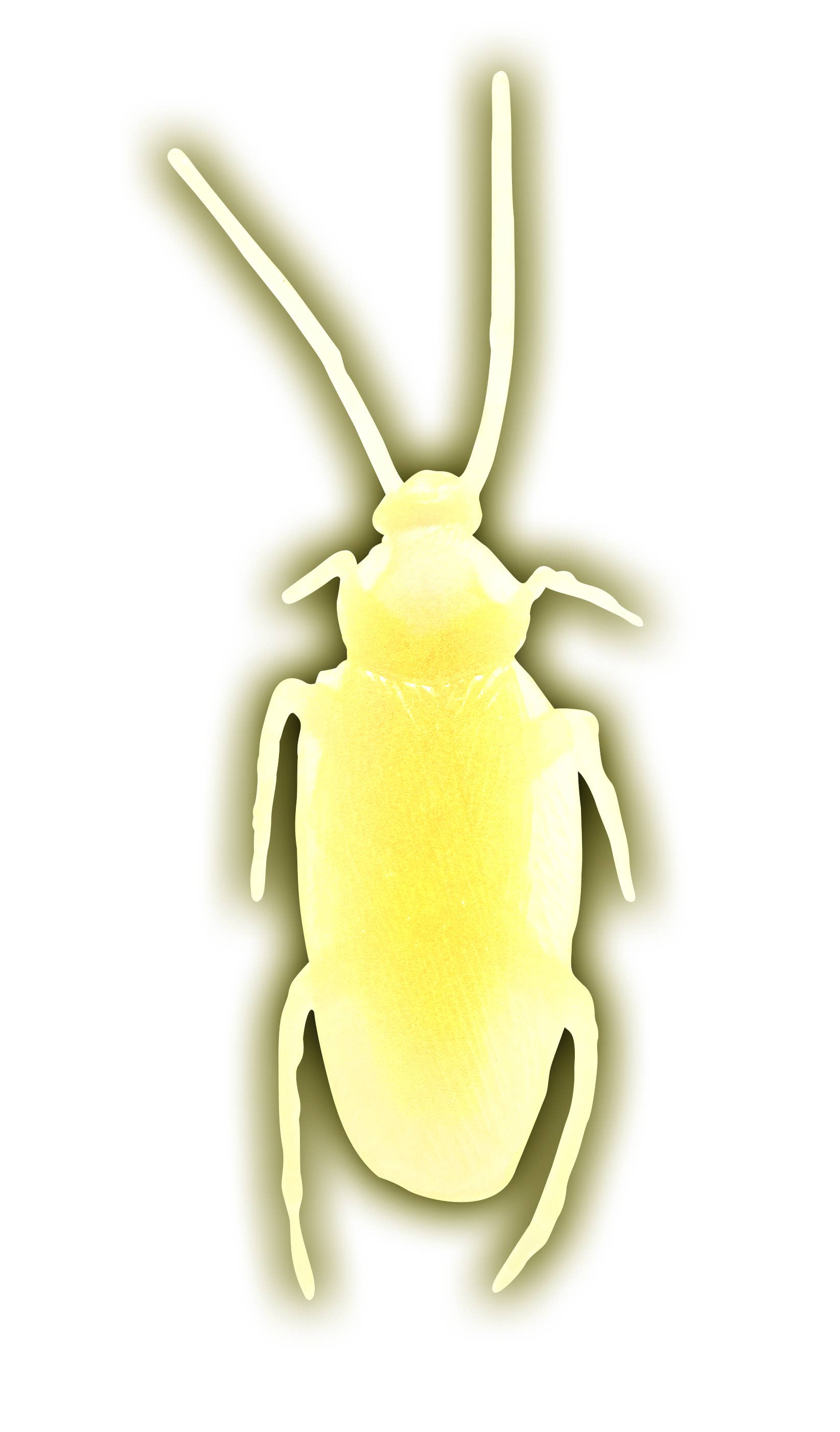 Flash Sales - Wholesale Gag Gift/Novelty Gift - Jbugly Crazy Cockroaches Glow in the Dark7