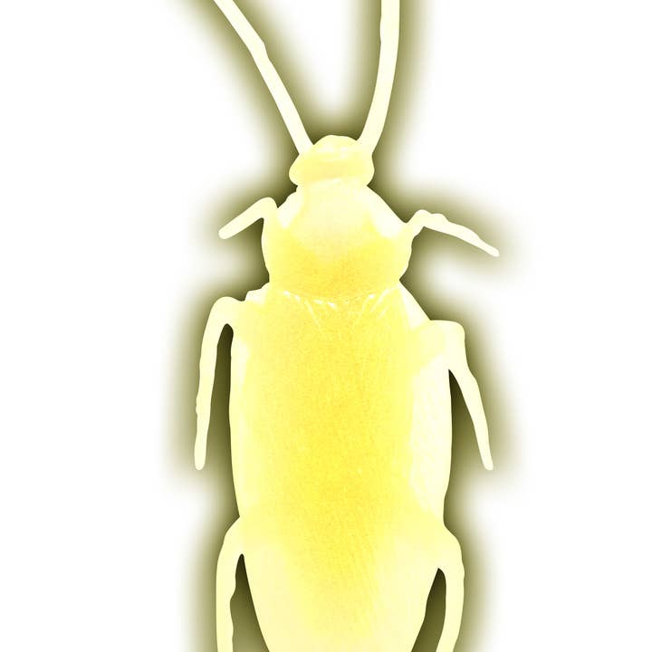 Flash Sales - Wholesale Gag Gift/Novelty Gift - Jbugly Crazy Cockroaches Glow in the Dark7