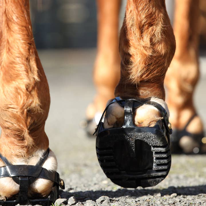 Intrepid International - Wholesale Horseback Riding Gear - Scoot Boot Enduro Hoof Boots - Black5