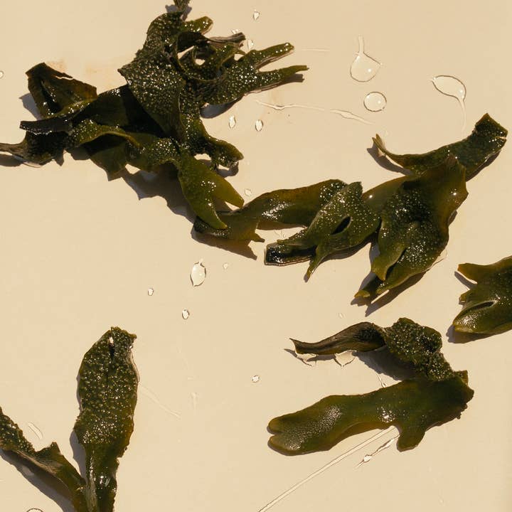 SUMMER SOLACE- Regenerative Tallow Beauty – Engroshandel Sæbestykke – Sea Change tangsæbebar – Neroli & blæretang, 140 g5