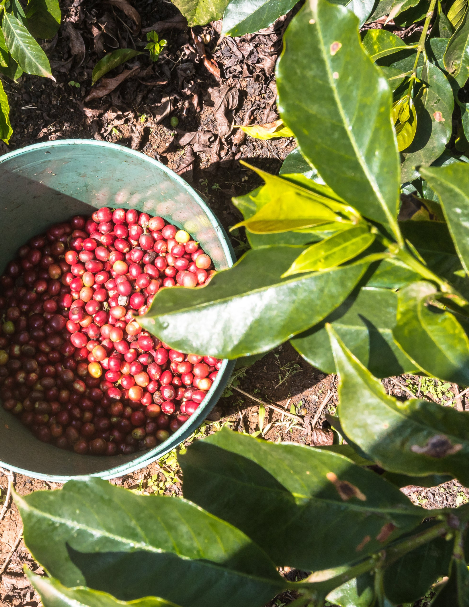 Gust Coffee Roaster - Wholesale Coffee Beans - Kenya - Ngandu AA 250G | filter roast4