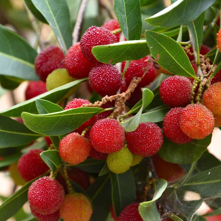 Cypress & Bayberry Incense Sticks for wholesale by Beaches of Tunisia, LLC