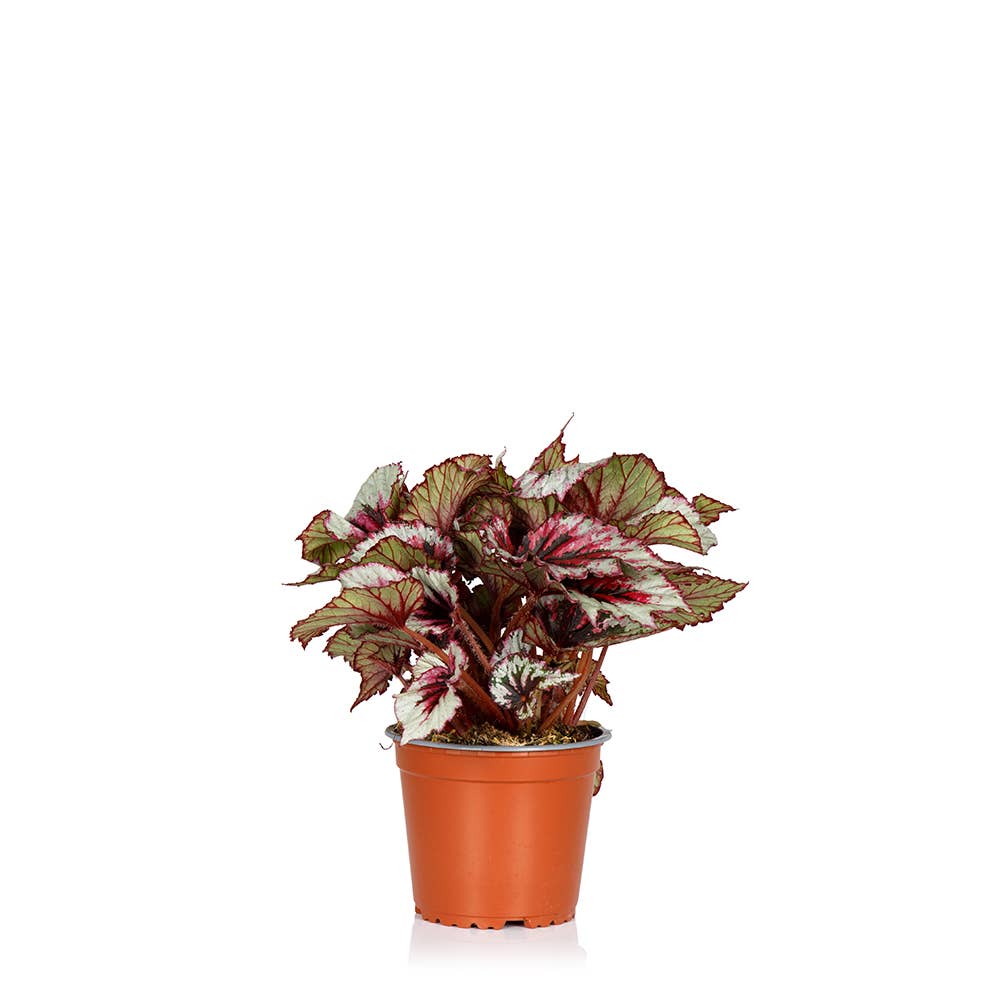 The Little Botanical - Wholesale Live Plant - Living Begonia Beleaf0