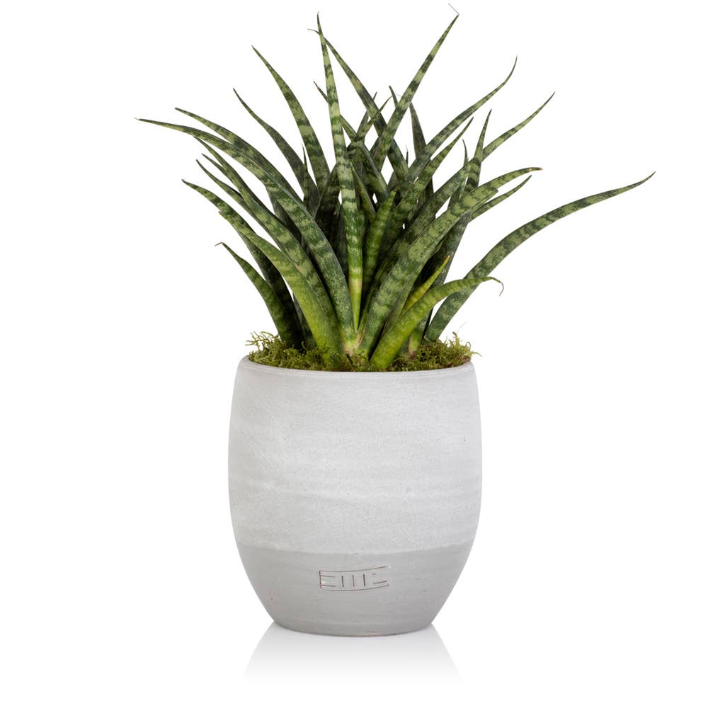 The Little Botanical - Wholesale Live Plant - Sansevieria Fernwood Punk6