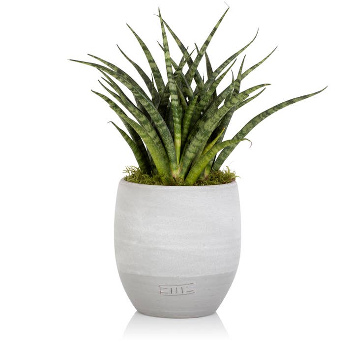 The Little Botanical - Wholesale Live Plant - Sansevieria Fernwood Punk6