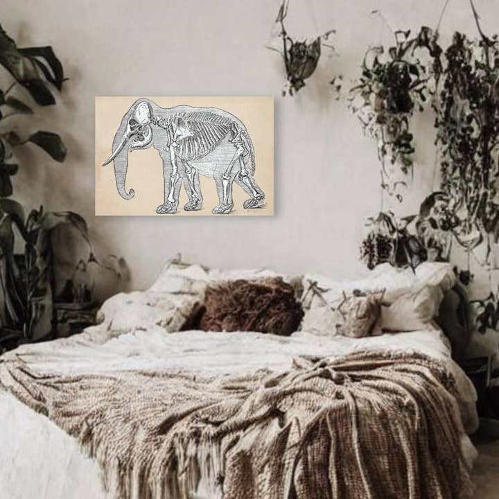 Elephant Skeleton Canvas Print - Apothecary Art for Home or Office - Apothecary Decor for wholesale by Print Pothecary