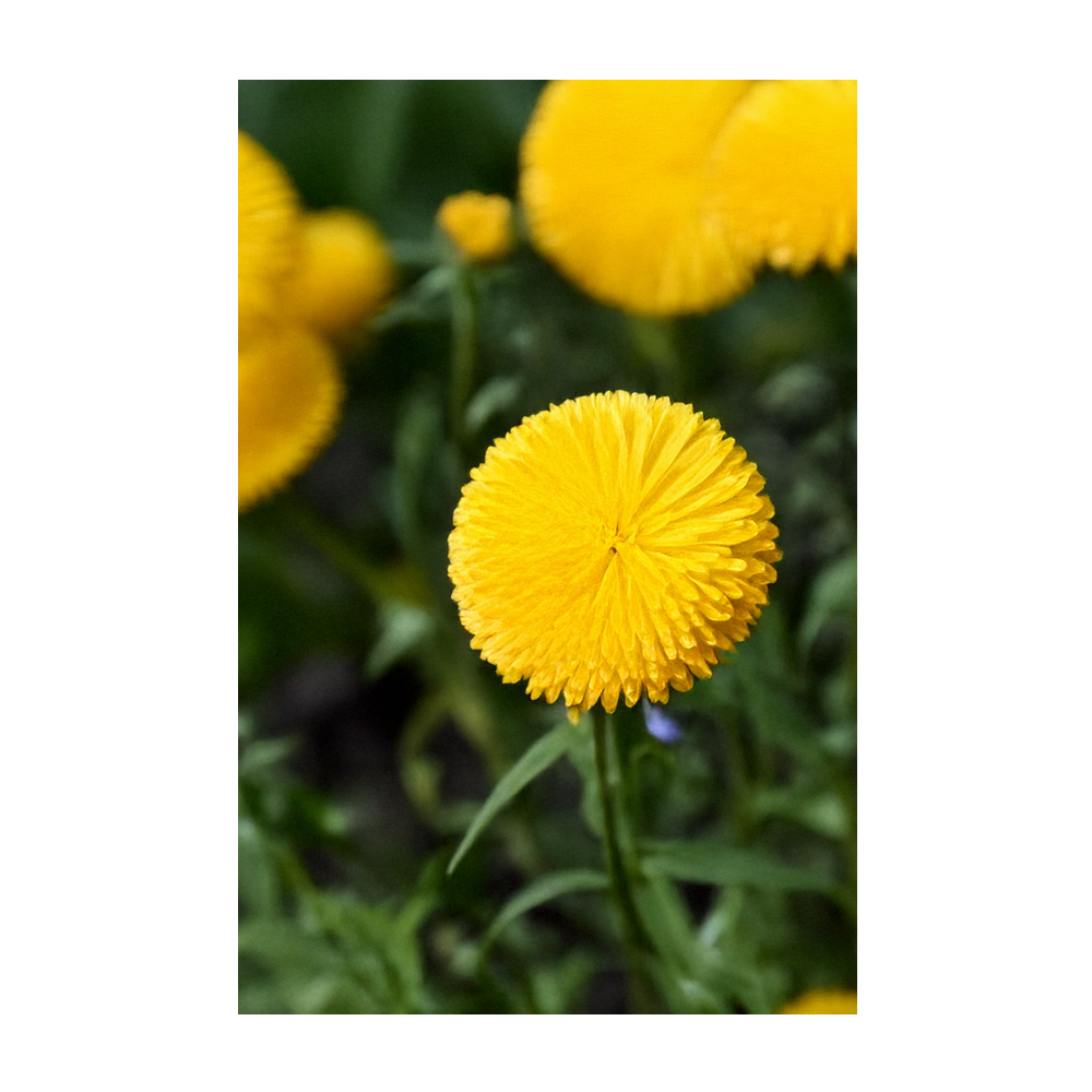 Chive Canada - Wholesale Plant Seeds - 2026 Billy Buttons Flower Seeds Packet2