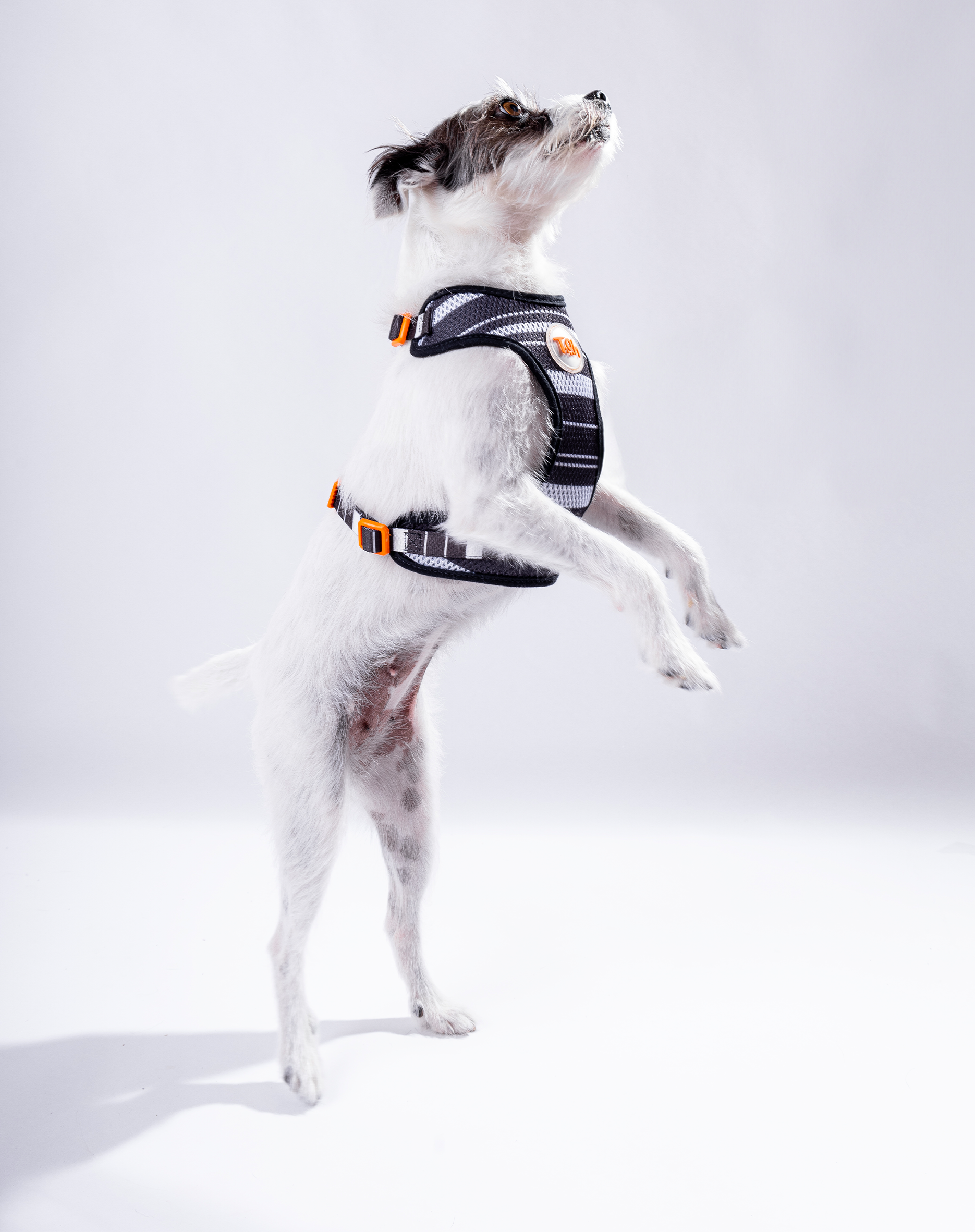 Toh - Wholesale Pet Harness - Dog - H-Mesh Dog Harness Eclipse2