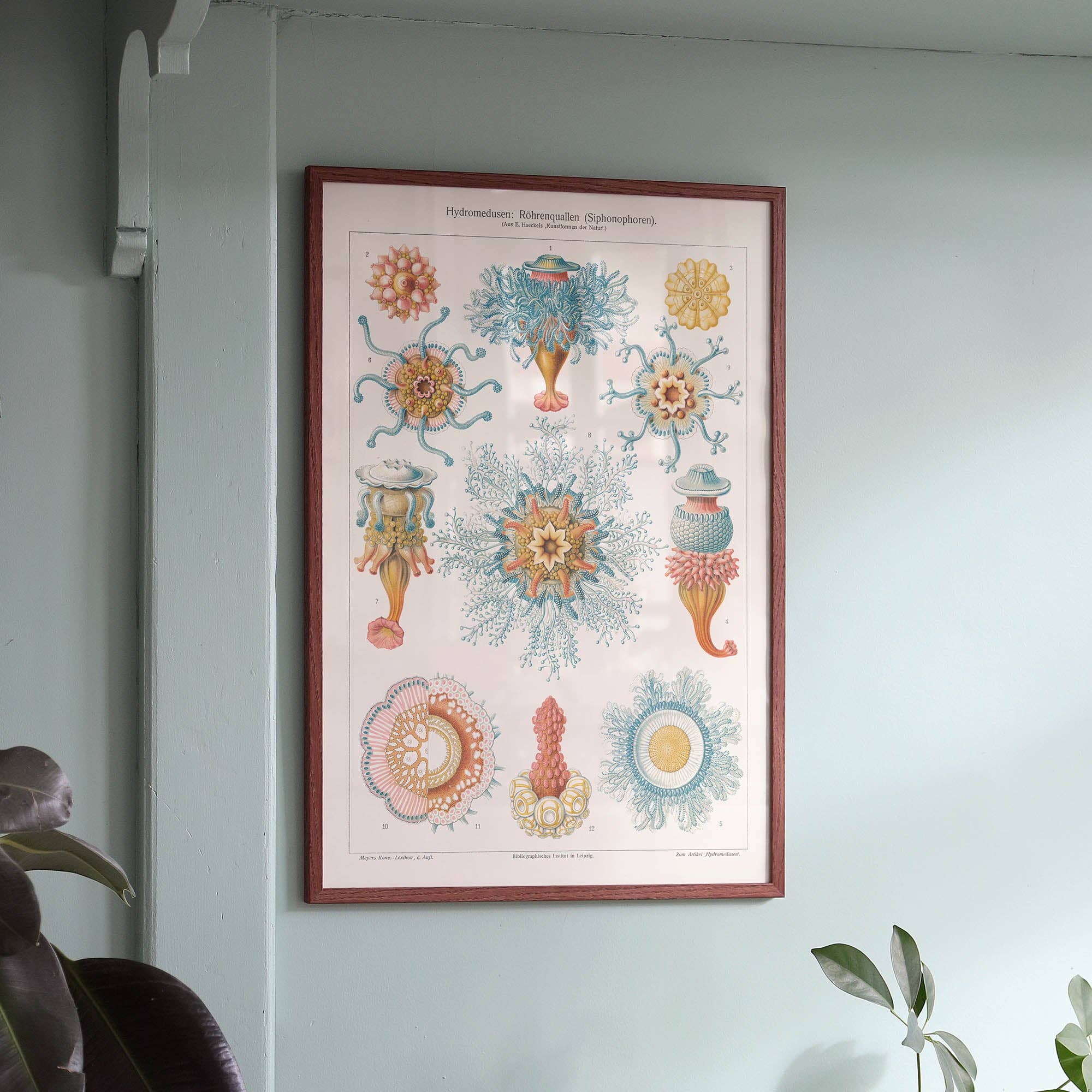 Aster Edition – Großhandel Poster – Poster: Hydromedusen – Ernst Haeckel1