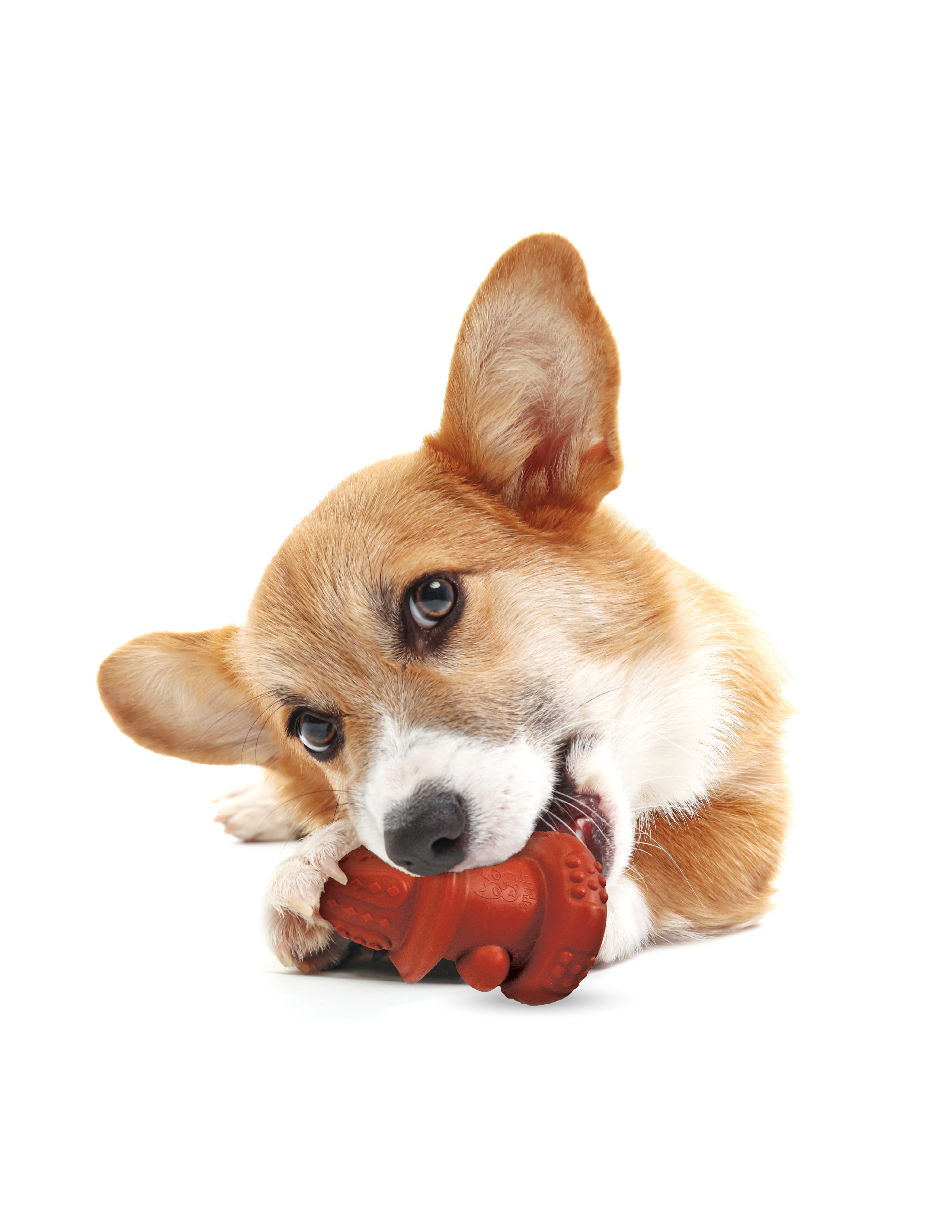 Spunky Pup - Venta al por mayor Juguete para morder - Perros - Boca de Incendios de Doble Pared de Goma - Hecha en EE. UU.1