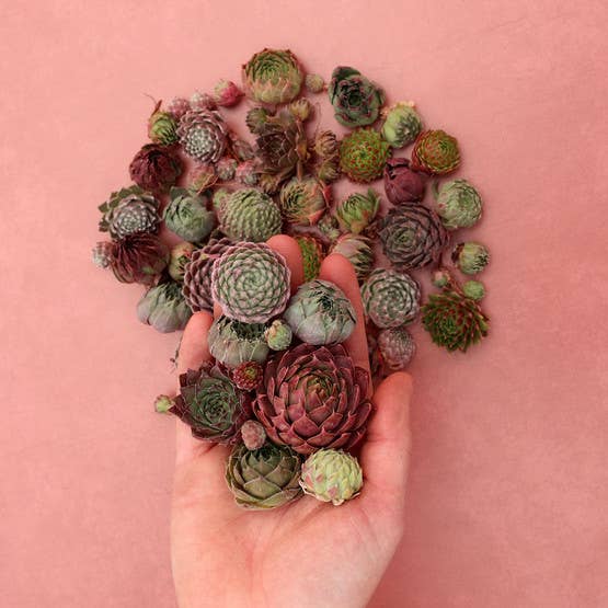 Mountain Crest Gardens - Wholesale Succulent - Bulk Unrooted Sempervivum Bag - 50 Hens & Chicks Rosettes