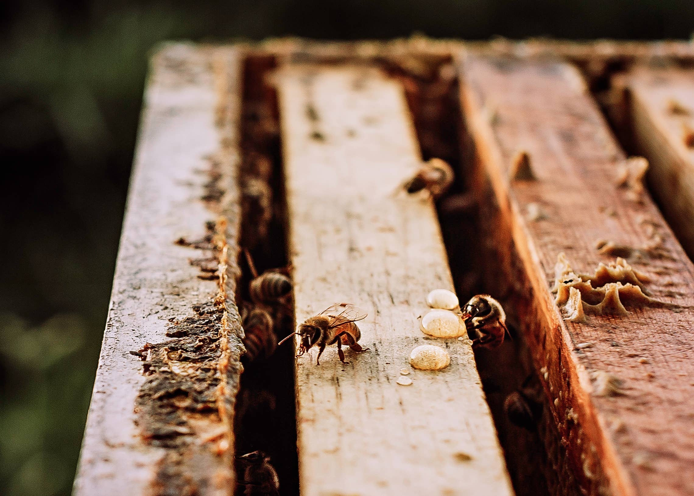 The Beekeeper's Daughter - Wholesale Honey - 24oz. Honey Bear - Raw Wildflower Honey2