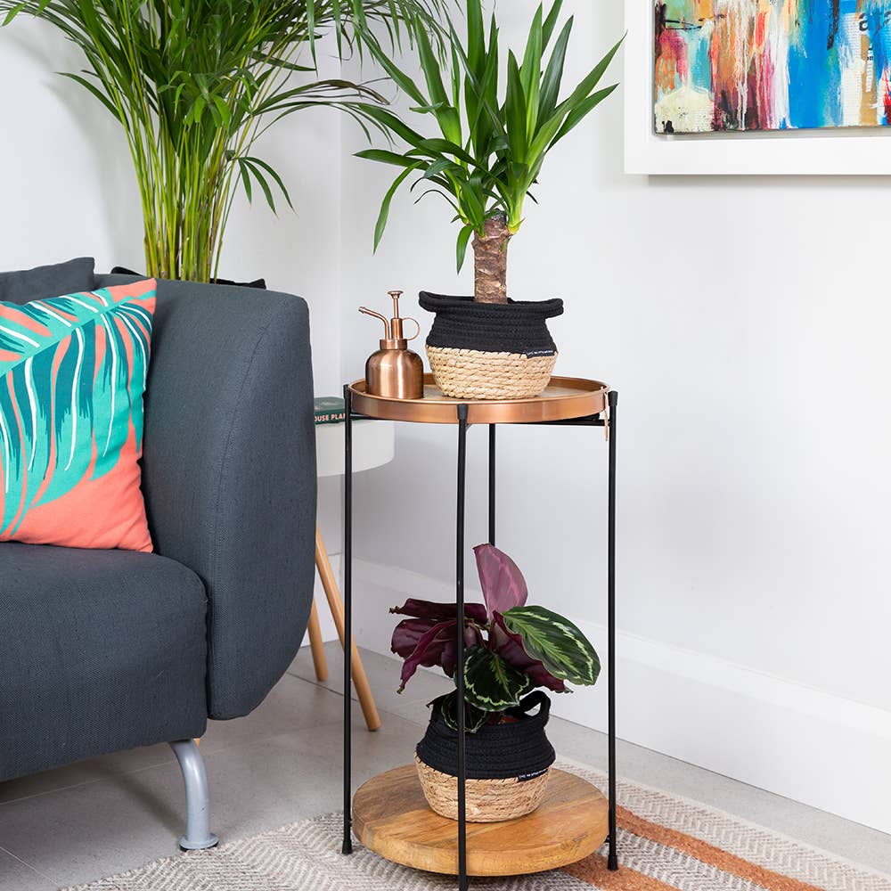 The Little Botanical – wholesale Live plant – Calathea Mix15