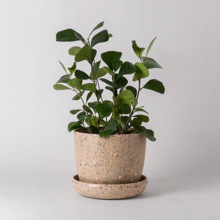 Kanso Designs - Wholesale Plant Pot - 7" Coffee Bean Planter Pot