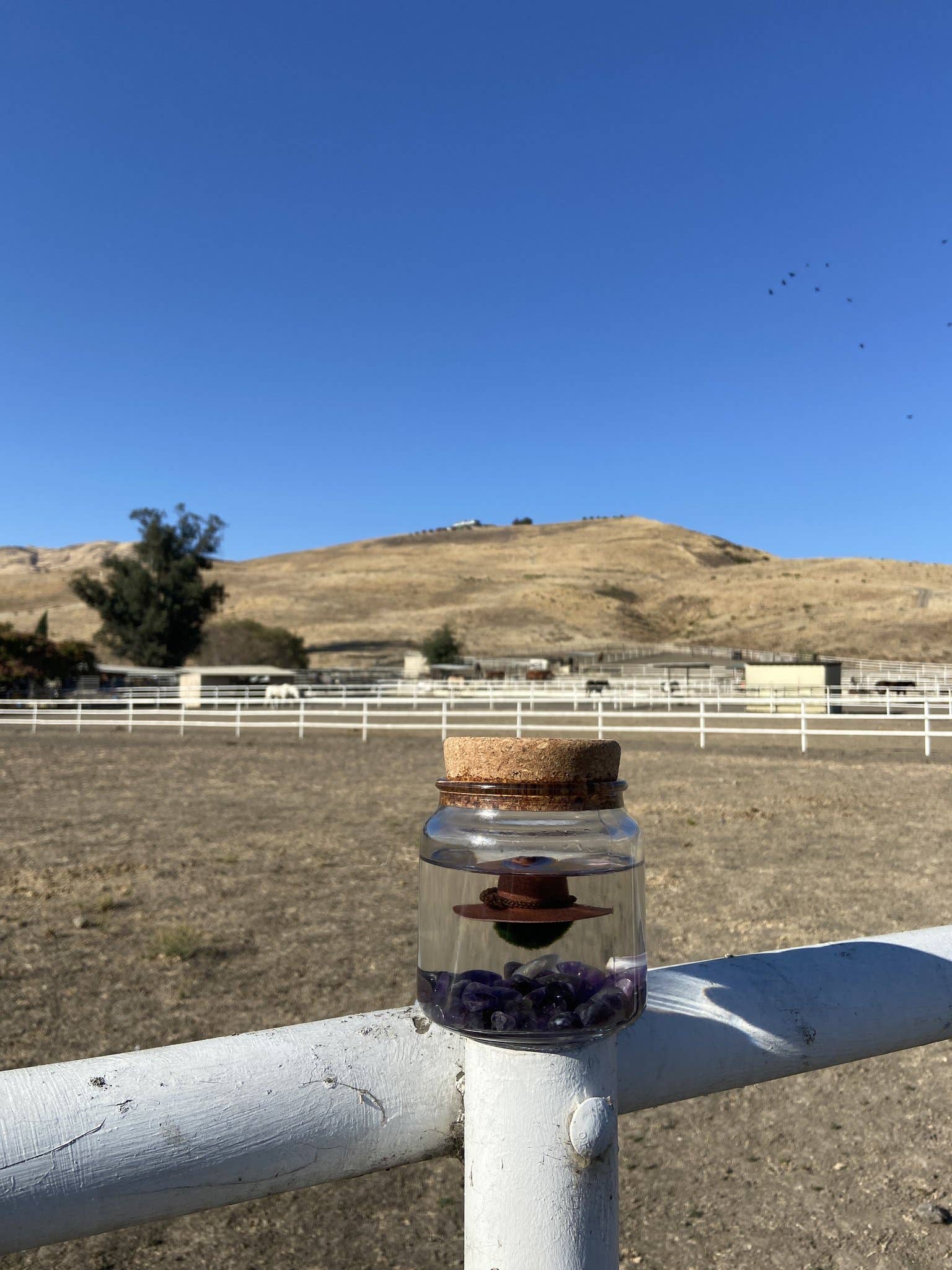 Moss Amigos | Moss Ball Terrariums - Wholesale Cowboy Hat - Unisex - Country Hat7