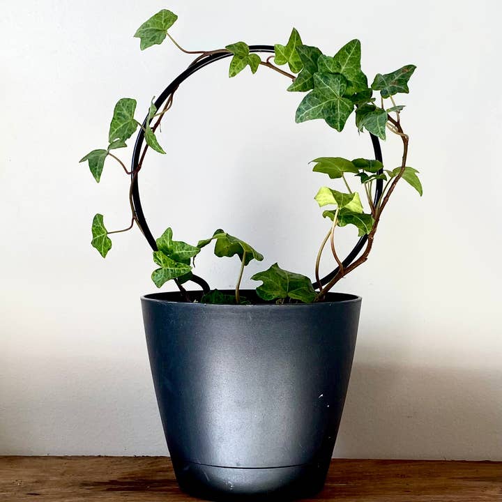 Iron Ivy - Wholesale Trellis - Ivy Round Trellis - Plant Stake/Totem5