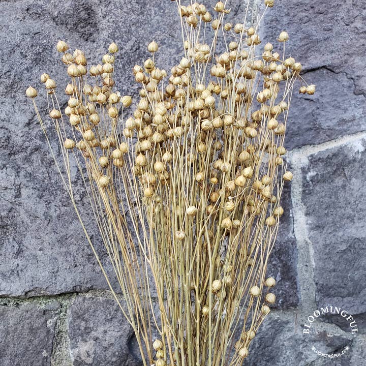BLOOMINGFUL.COM – Großhandel Getrocknete/gepresste Blumen – Leinenblüten, Natur, Karamell, Kamel (027)