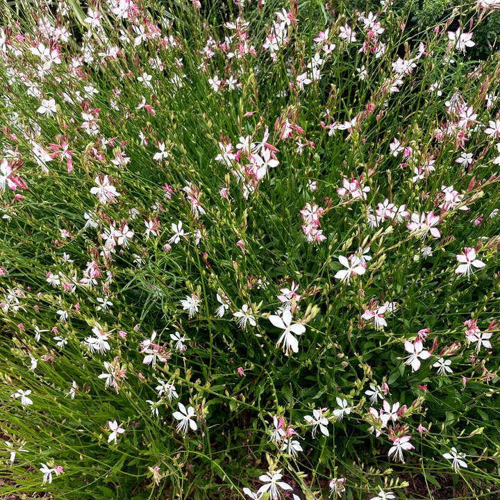 Decker Rd. Seeds - Wholesale Plant Seeds - Gaura Flower Seeds