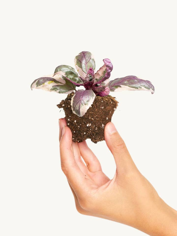 Hemigraphis Snow White 'Sneeuwwitje' voor wholesale door Miniplanta