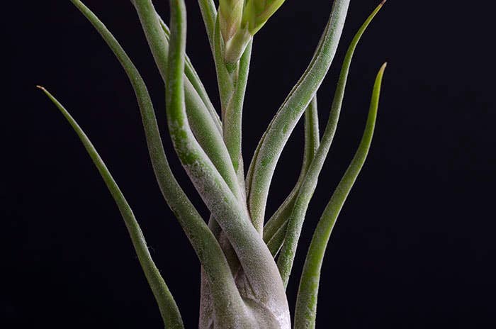 The Artizan Way - Vente Plante - Tillandsia Caput Medusae | Usine Air Vivante9
