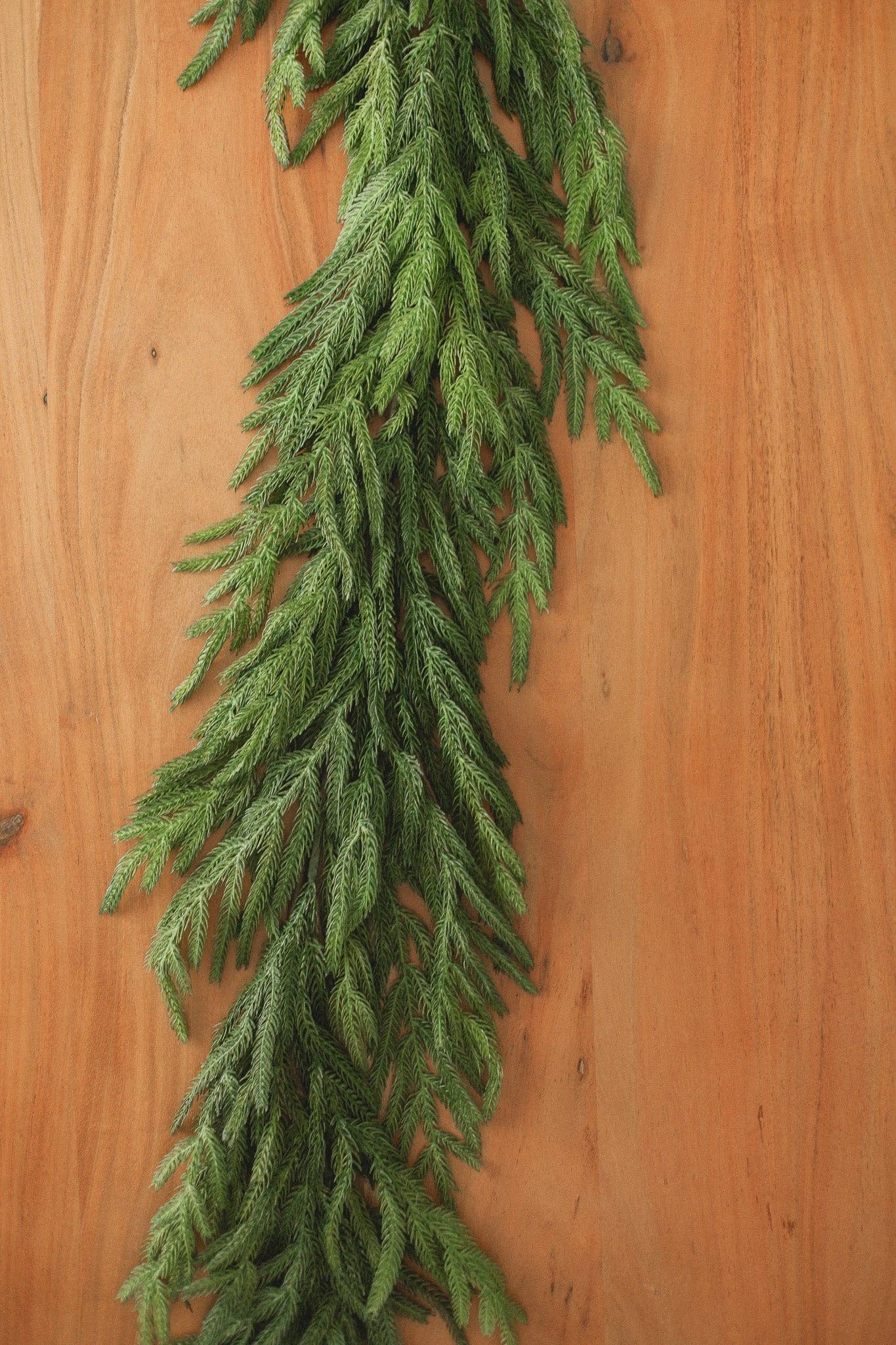 Eucalypt Co. - Wholesale Bunting/Garland - Norfolk Pine Garland1