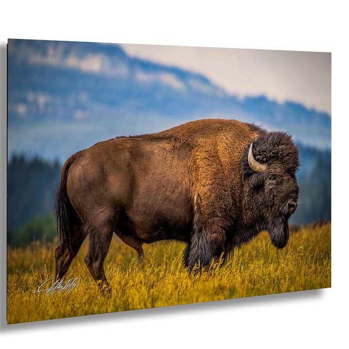 Western Bison Canvas Print - Rustic Buffalo Scene for wholesale by Clifton Haley Photography