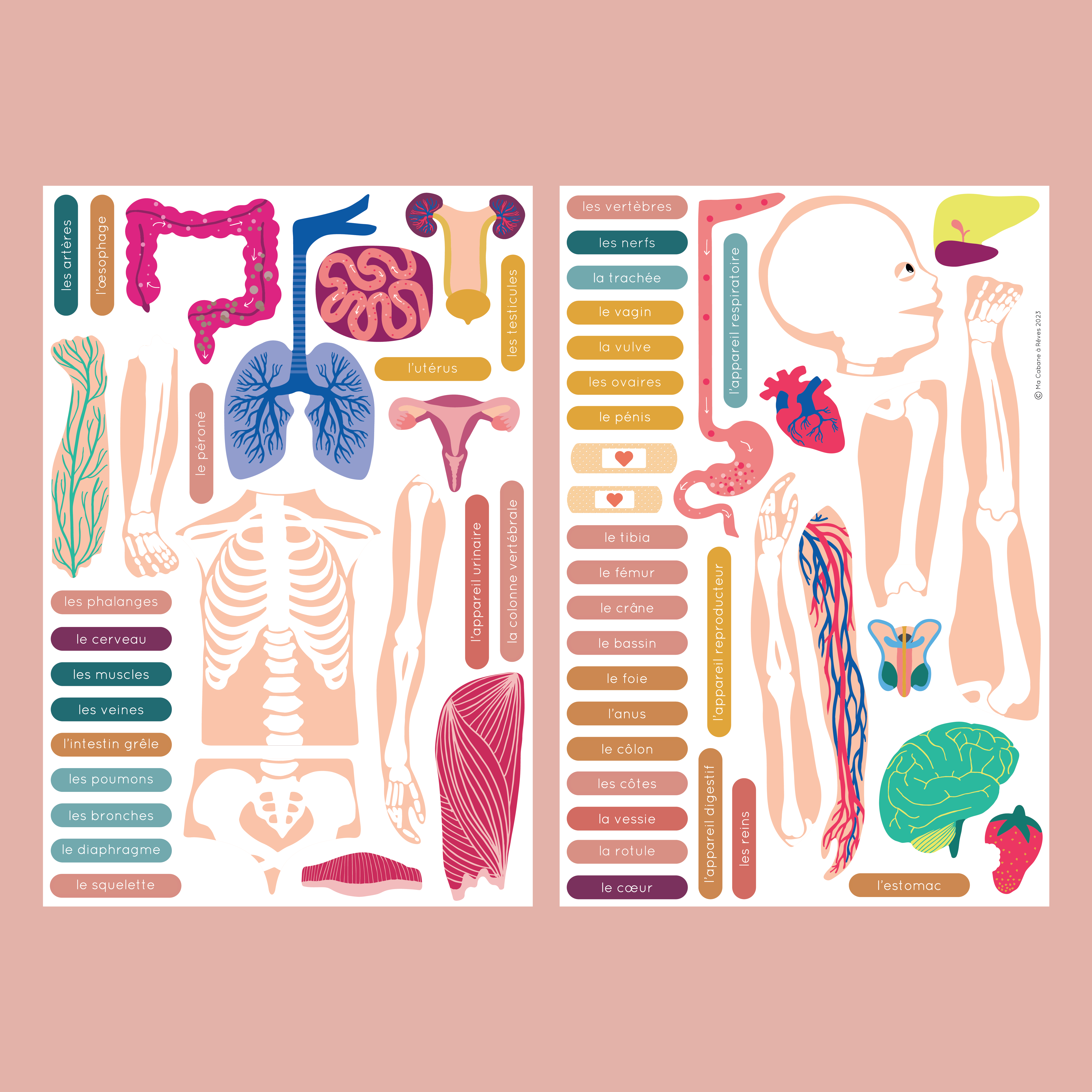 Ma Cabane à Rêves - Venta al por mayor Conjunto de juguetes - Niños - Juego educativo magnético del cuerpo humano3